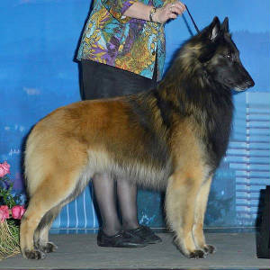 sky acres belgian tervuren