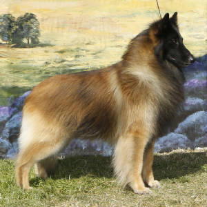 sky acres belgian tervuren