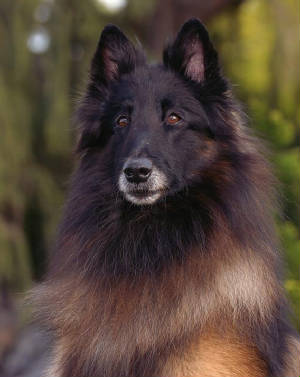 belgian tervuren rescue